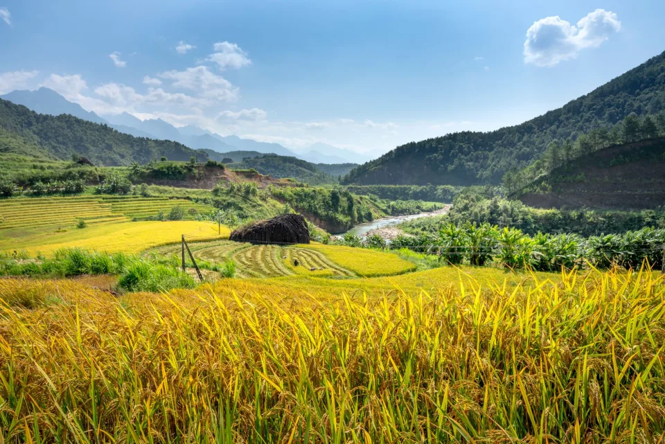 Kho gạo của Lê Thị Là